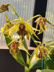 Dendrobium Alexanderae X Pulchrum