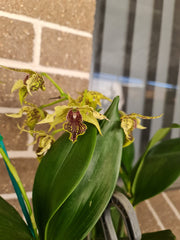 Dendrobium Alexanderae X Pulchrum