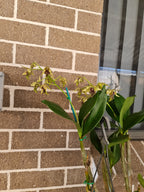 Dendrobium Alexanderae X Pulchrum