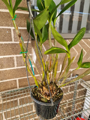Dendrobium Alexanderae X Pulchrum