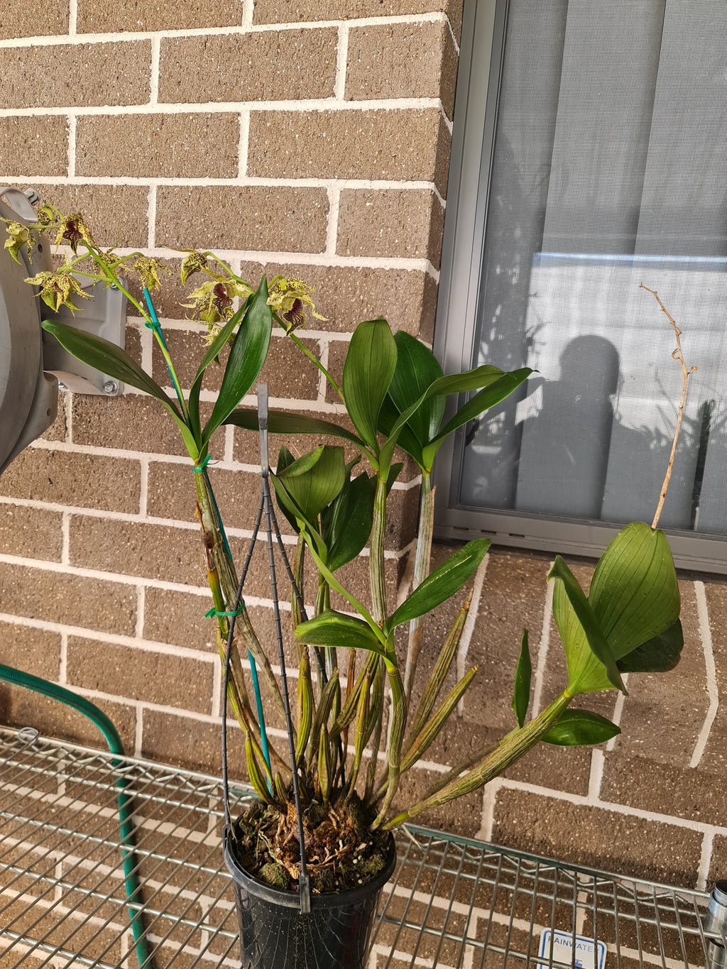 Dendrobium Alexanderae X Pulchrum