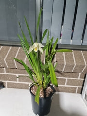 Cymbidium eburneum  (Fragrant Species)