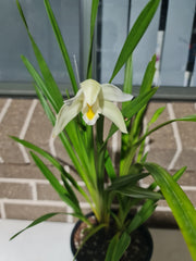 Cymbidium eburneum  (Fragrant Species)