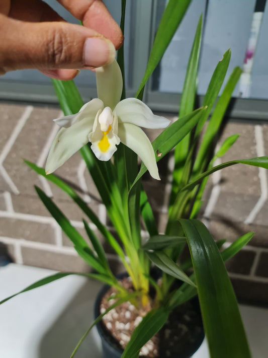 Cymbidium eburneum  (Fragrant Species)