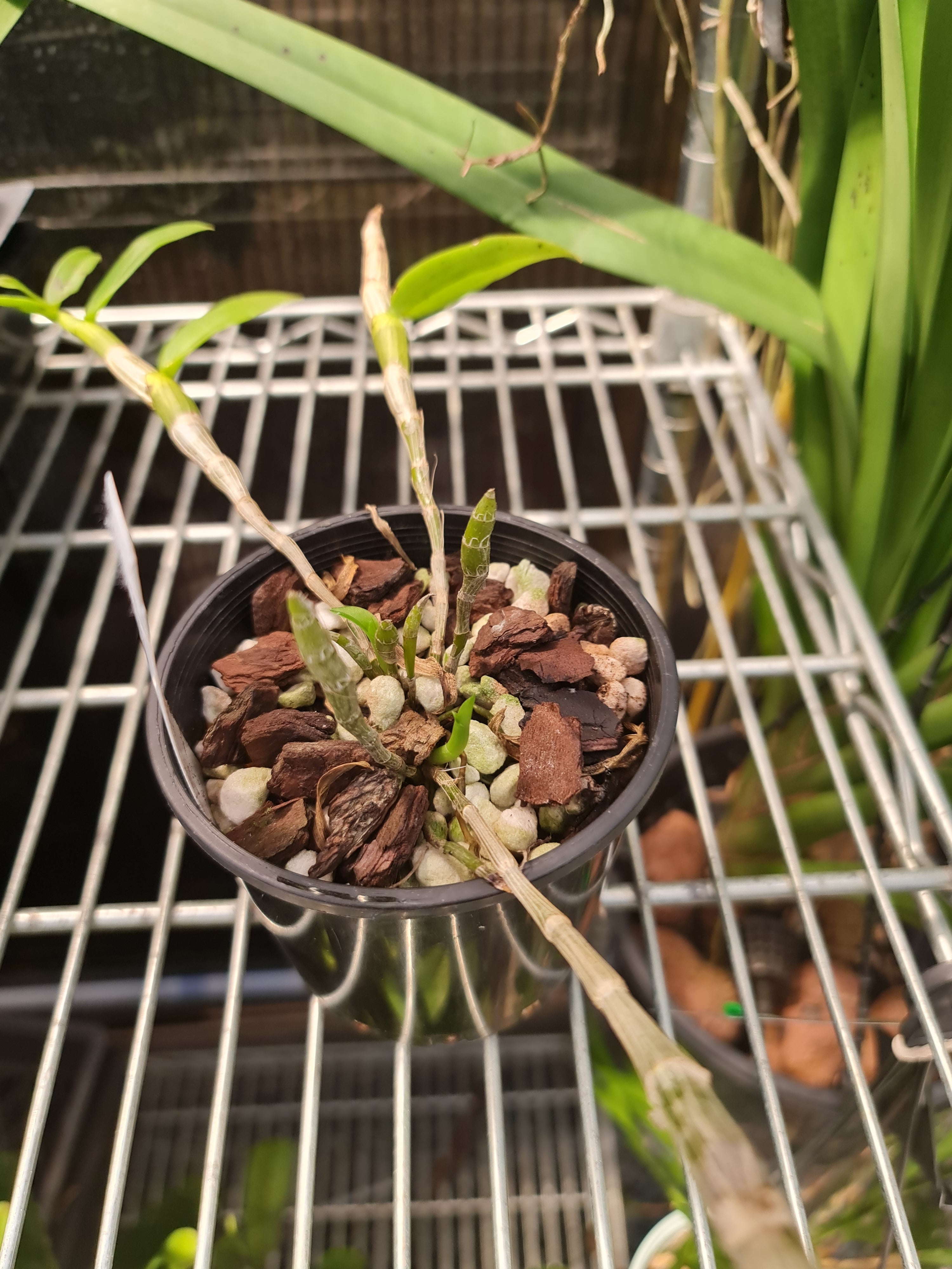 Dendrobium Mentor (Den. polyanthum × Den. anosmum) Fragrant Secondary image