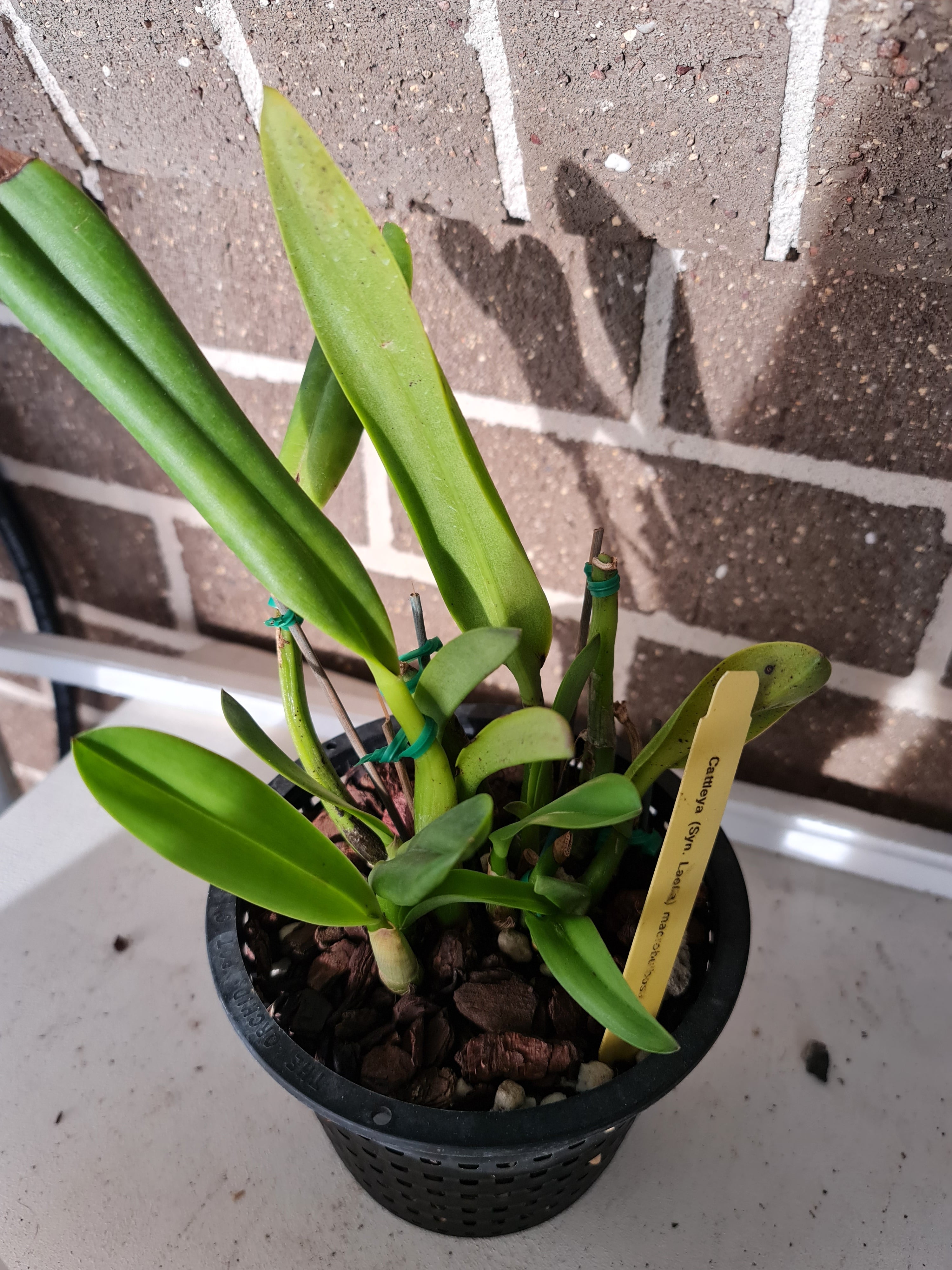 Laelia macrobulbosa