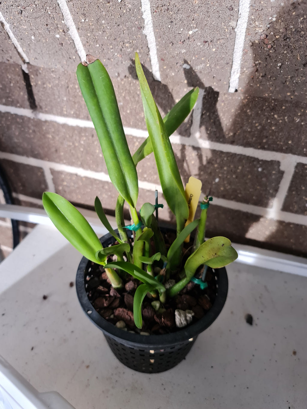 Laelia macrobulbosa