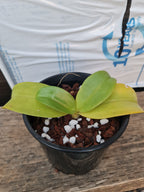 Phalaenopsis Samba × Phalaenopsis Misty Green