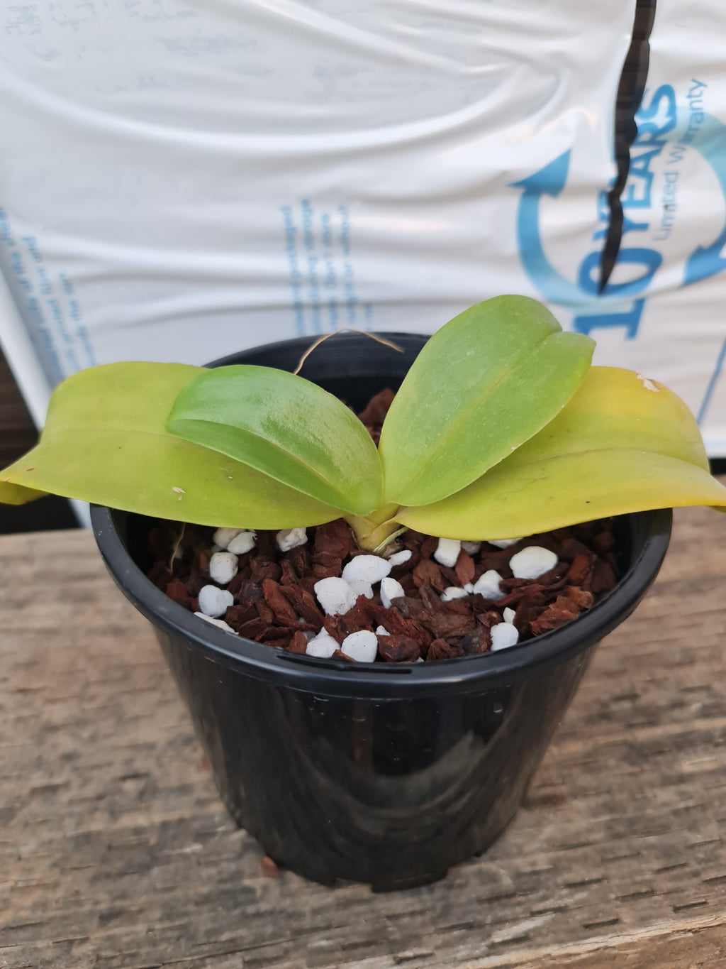Phalaenopsis Samba × Phalaenopsis Misty Green