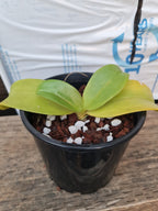 Phalaenopsis Samba × Phalaenopsis Misty Green
