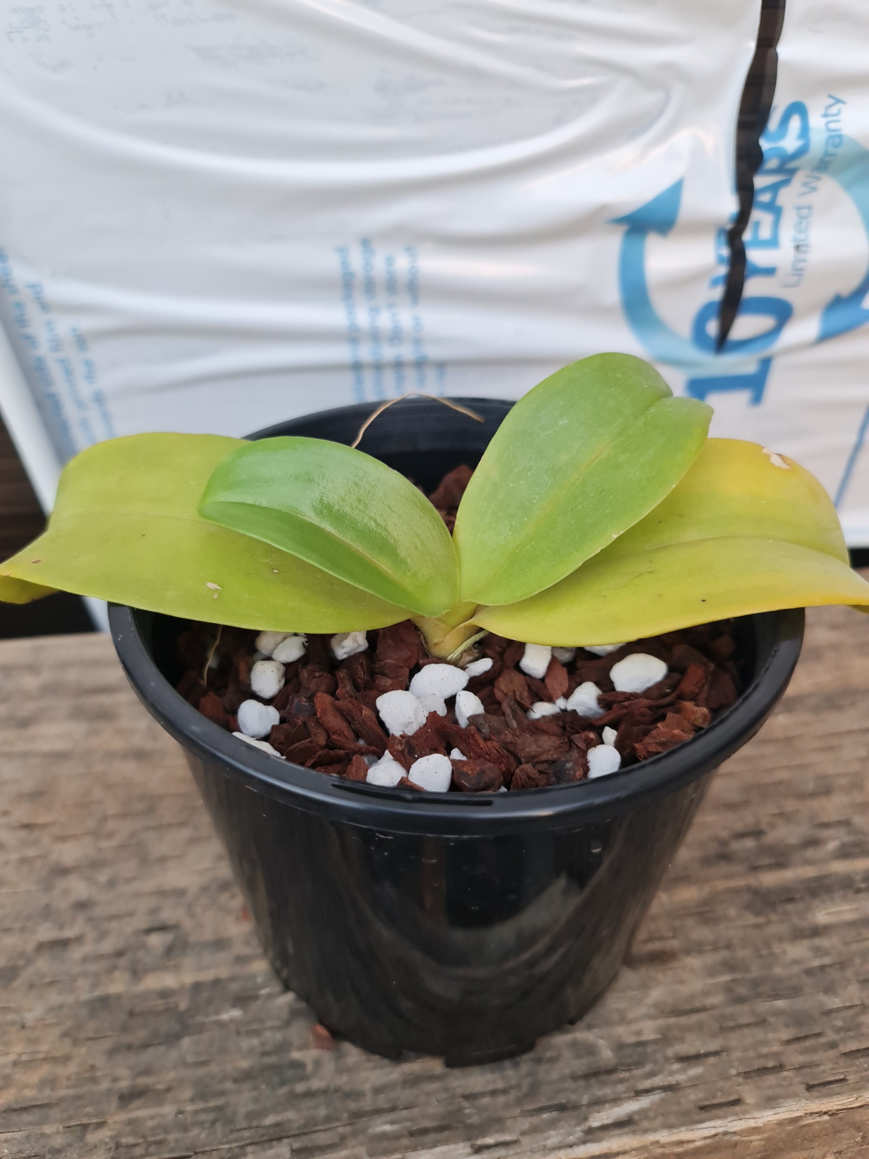 Phalaenopsis Samba × Phalaenopsis Misty Green