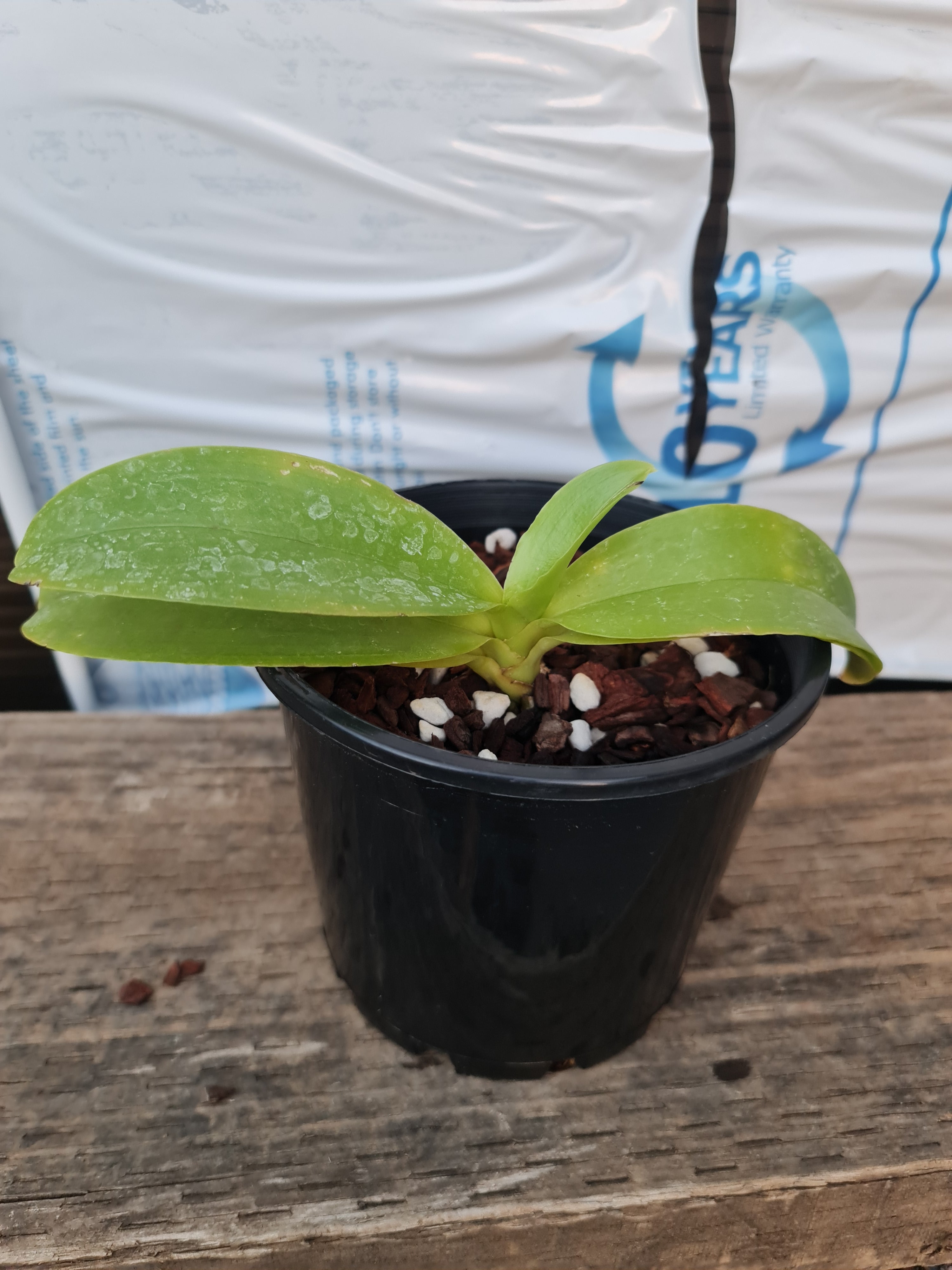Phalaenopsis (Misty Green X Coral Isles) "Ching Ruey" Secondary image