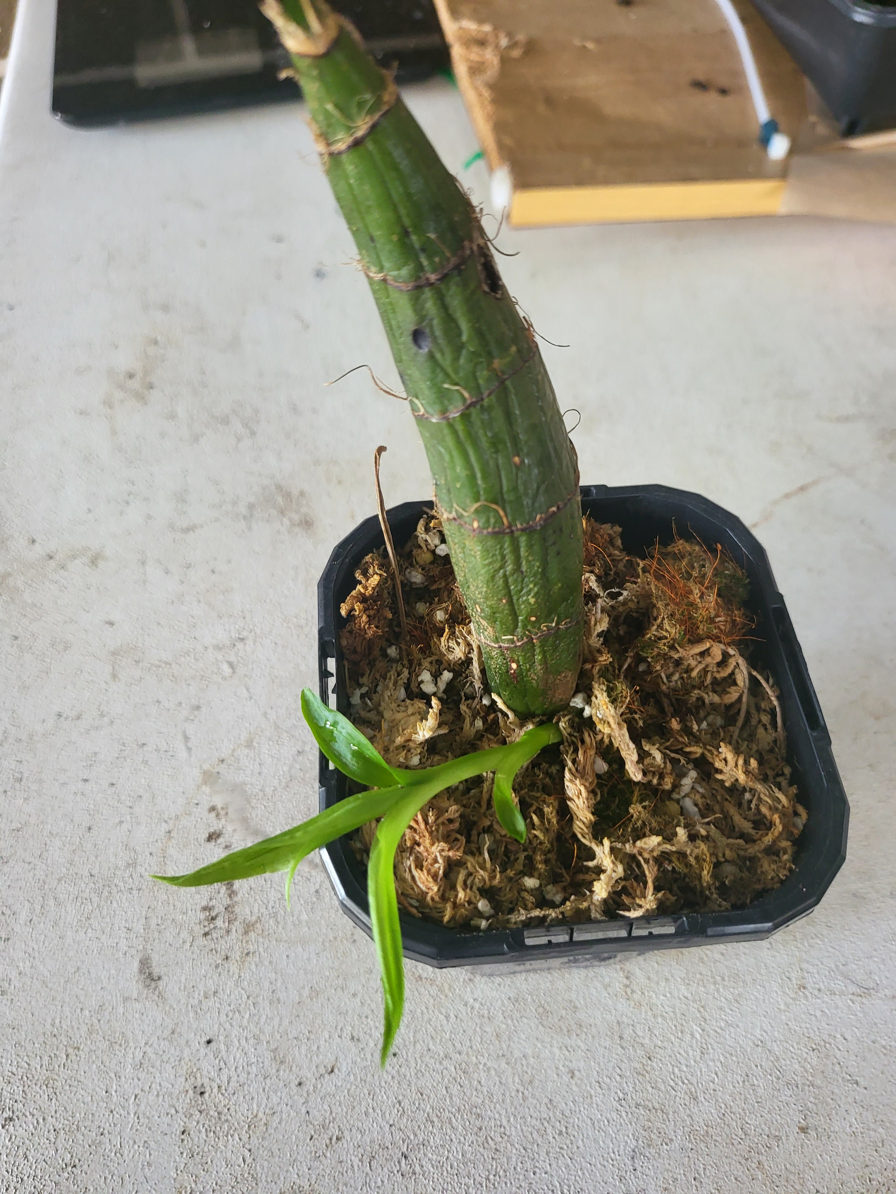 Chysis bractescens (Fragrant Species) Secondary image