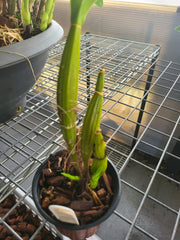 Dendrobium Macrophyllum (Fragrant Species)