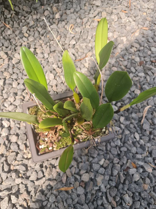 Bulbophyllum Vindobona  (IN SPIKE NOW)