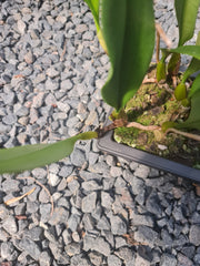 Bulbophyllum Vindobona  (IN SPIKE NOW)