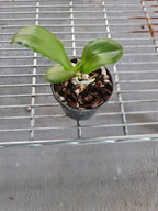 Phalenopsis Bellina from Borneo