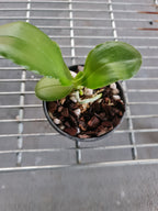 Phalenopsis Bellina from Borneo