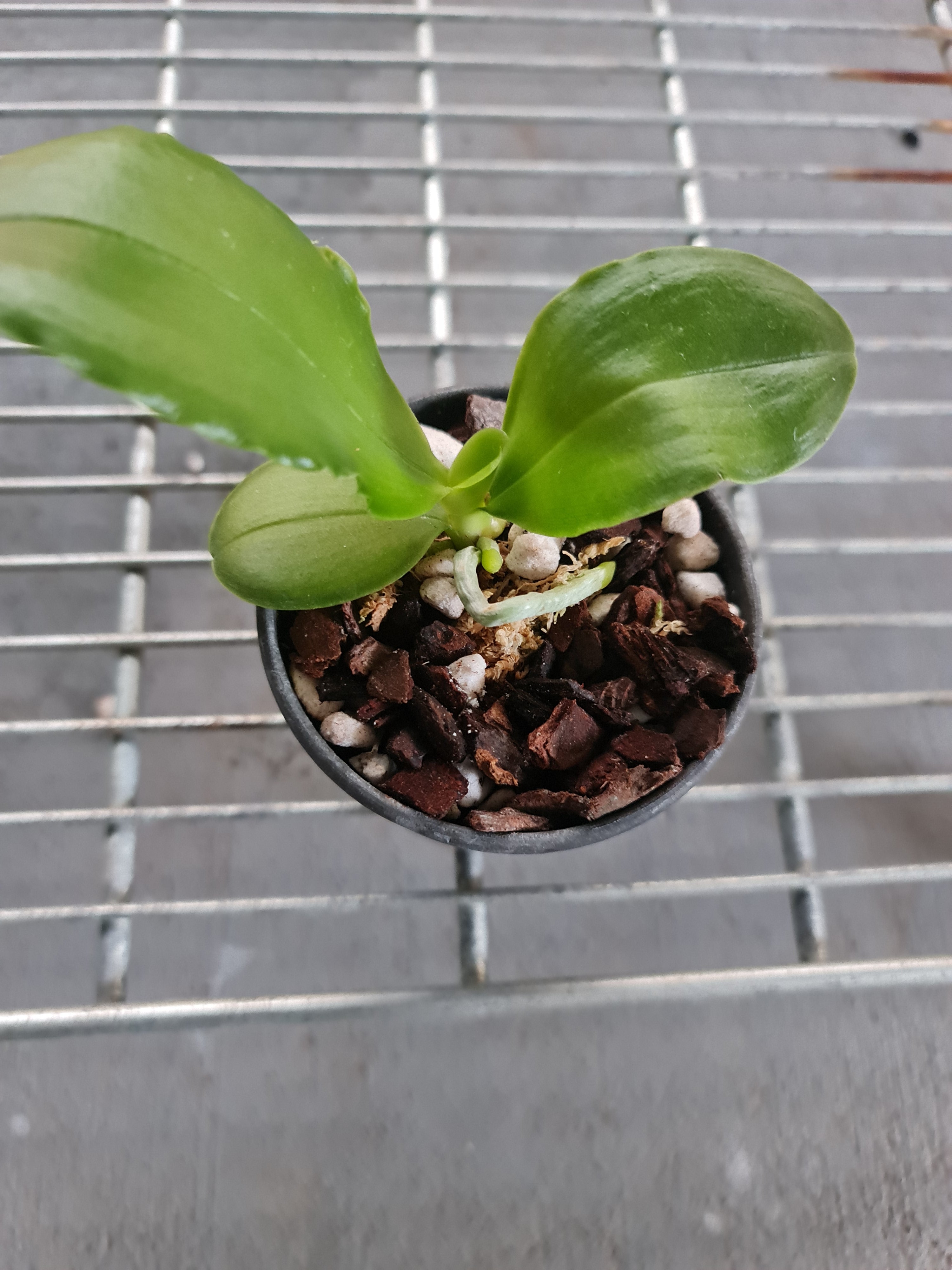 Phalenopsis Bellina from Borneo