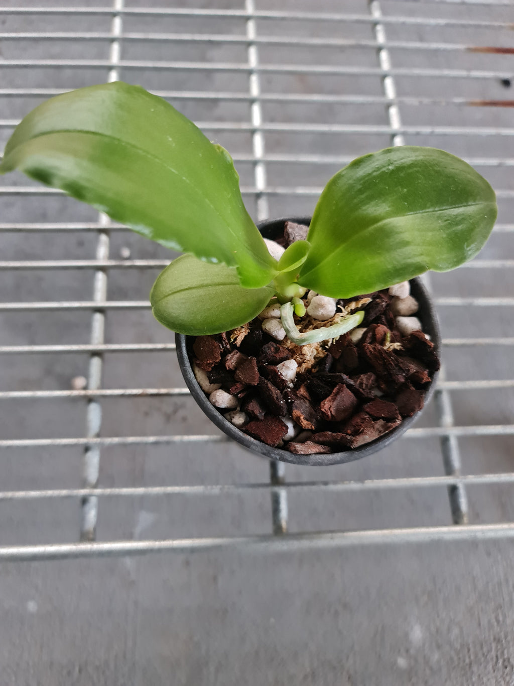 Phalenopsis Bellina from Borneo