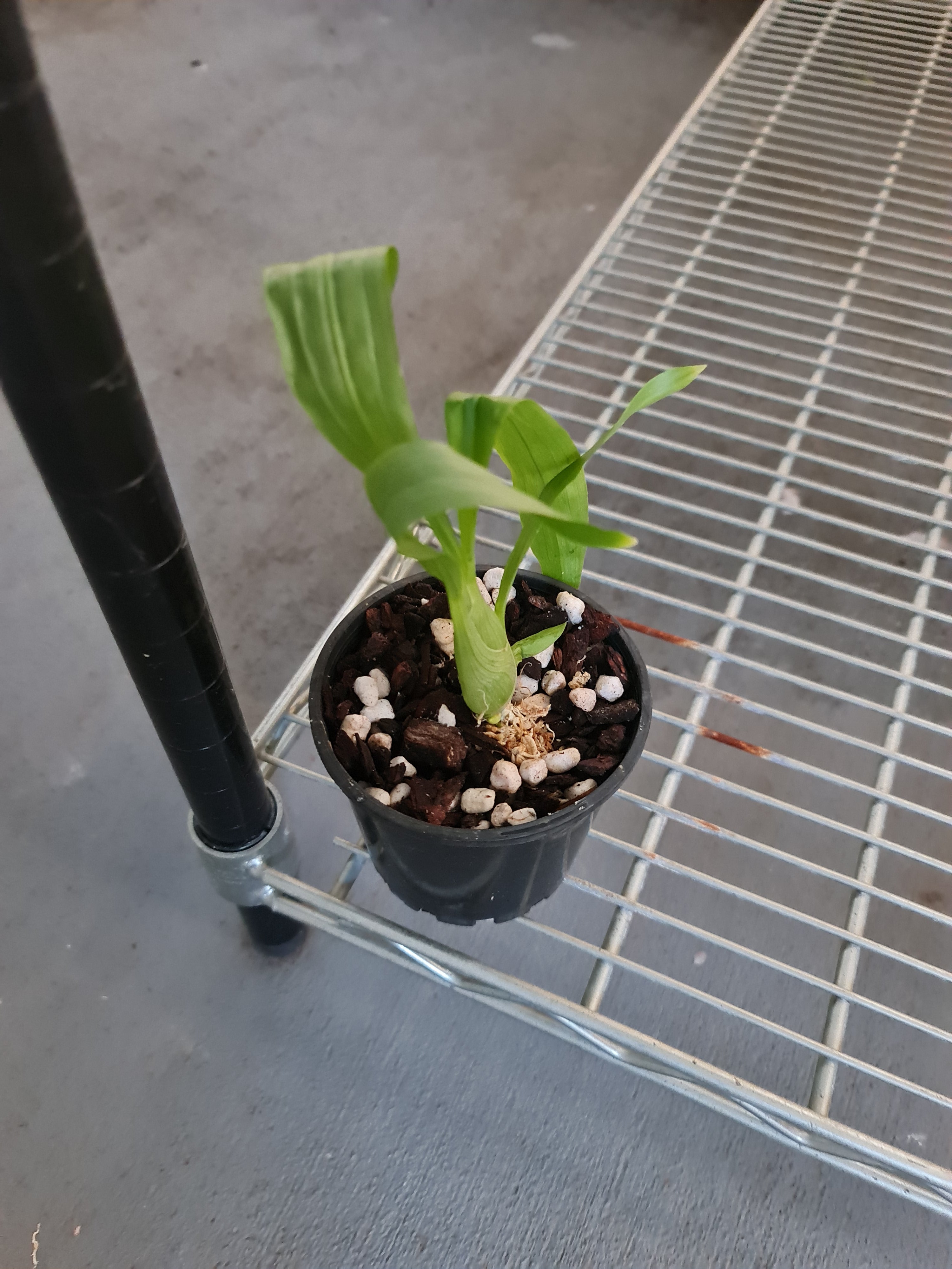 Catasetum saccatum