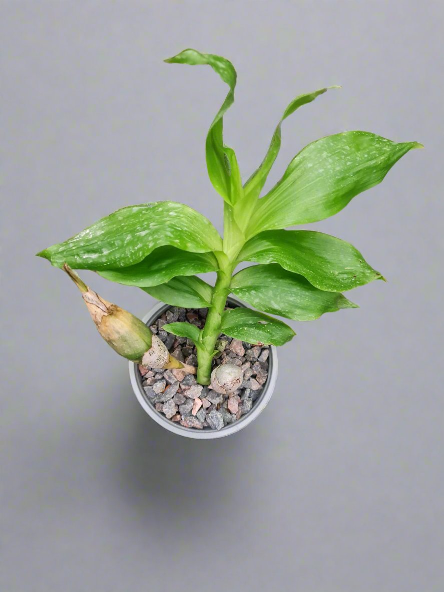 Flowering Size Chysis limminghei (SPECIES) Secondary image