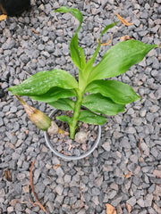 Flowering Size Chysis limminghei (SPECIES)