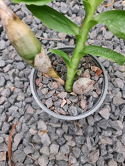 Flowering Size Chysis limminghei (SPECIES)