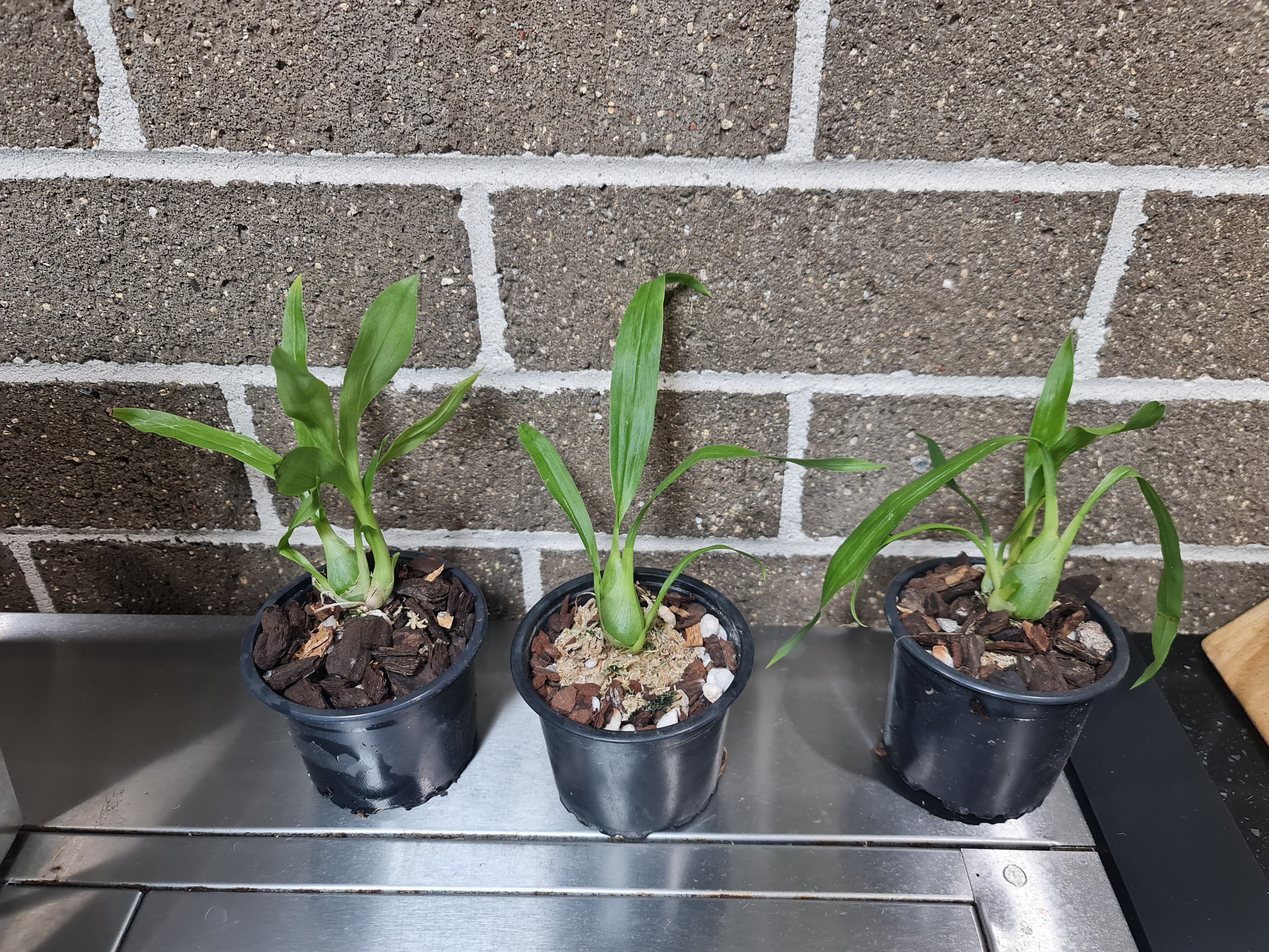 Catasetum saccatum Secondary image