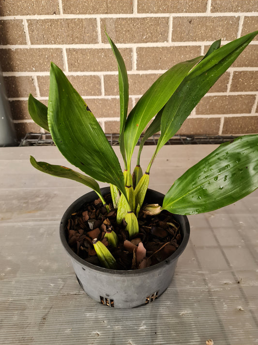 Fragrant Bifrenaria Harrisoniae Var Pubigera  (AM/NSW/AOC)