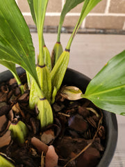 (IN SPIKE NOW)Fragrant Bifrenaria Harrisoniae Var Pubigera  (AM/NSW/AOC)