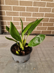 Fragrant Bifrenaria Harrisoniae Var Pubigera  (AM/NSW/AOC)