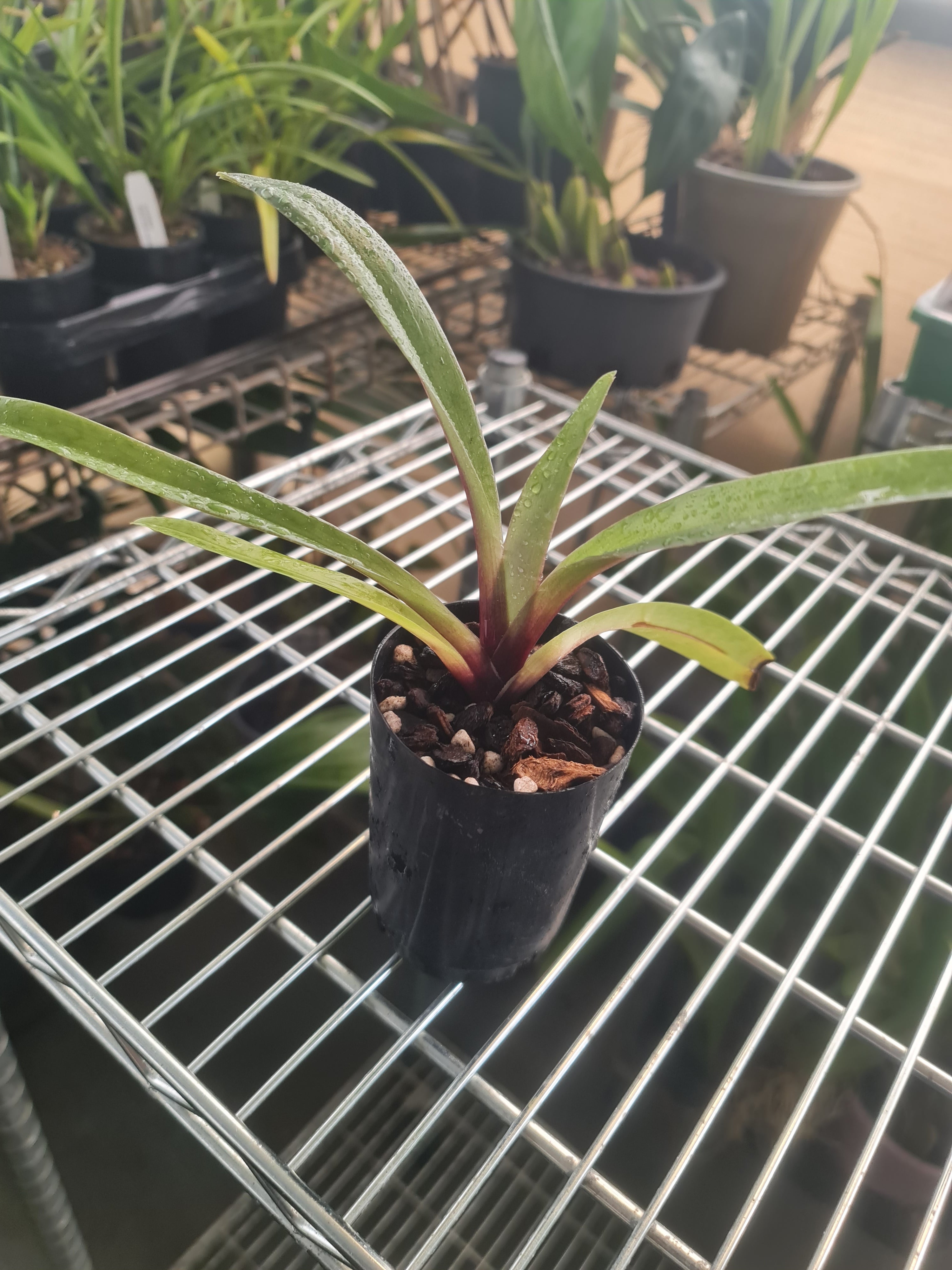 Paph. charlesworthii 'KP' X Paph. Hsinying Carlos 'Ving Queen' Secondary image