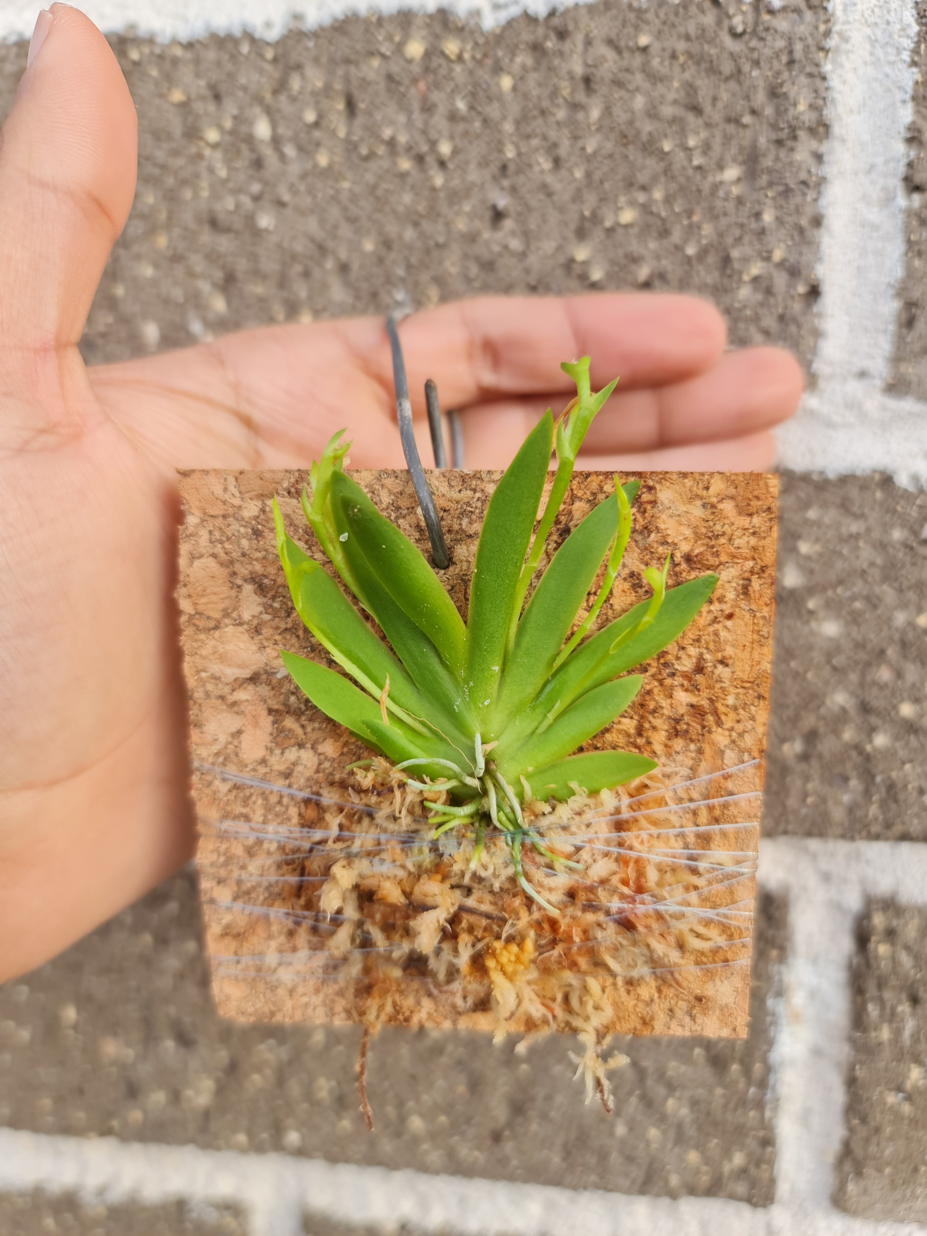 Erycina pusilla (Mounted Plants) Secondary image