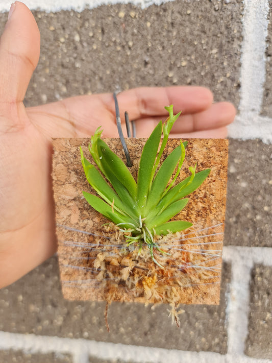 Erycina pusilla (Mounted Plants)