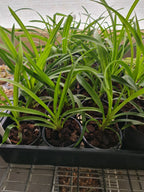 Cymbidium Cherry Cola 'Geyserland'