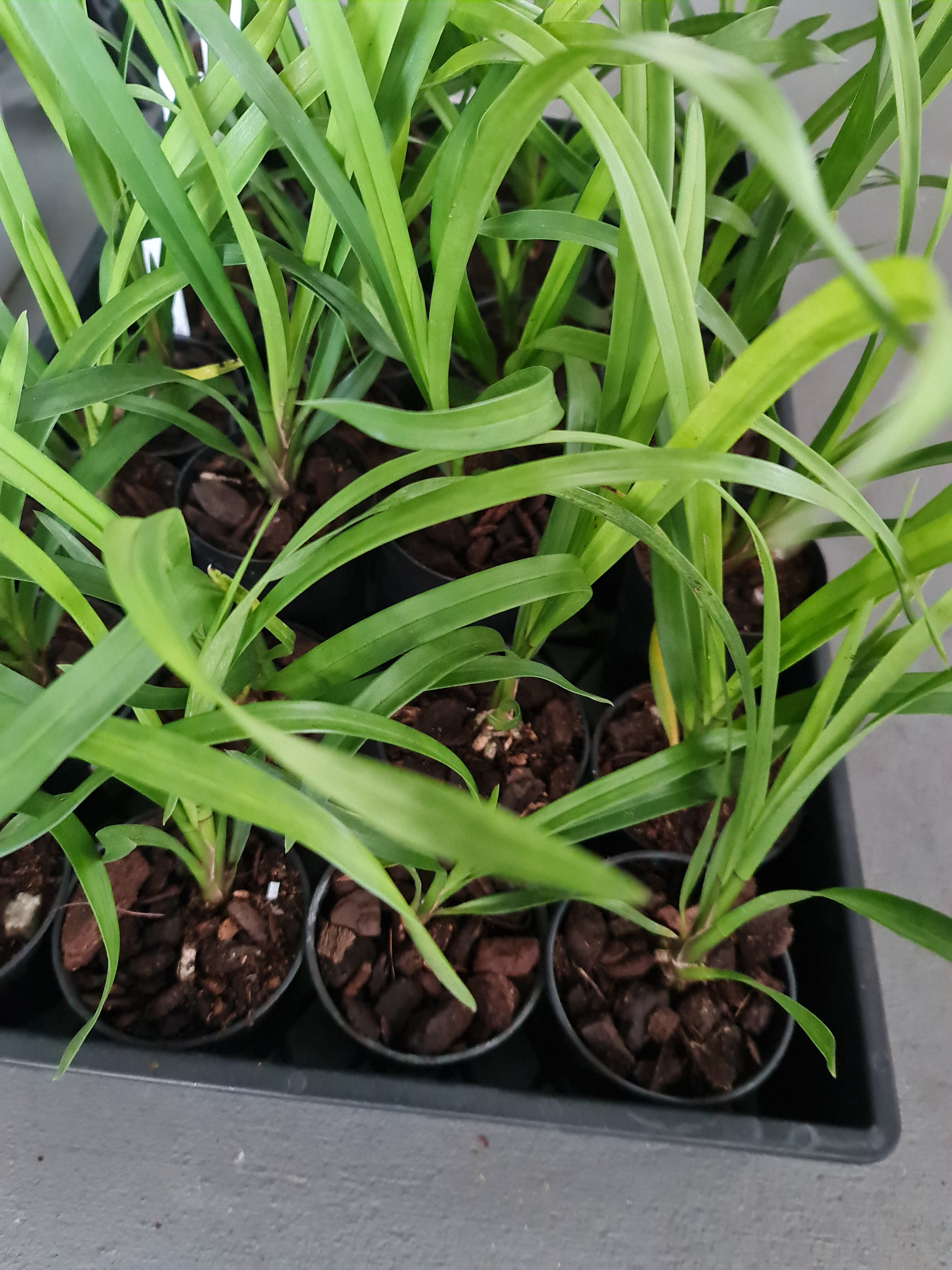 Cymbidium Cherry Cola 'Geyserland' Secondary image