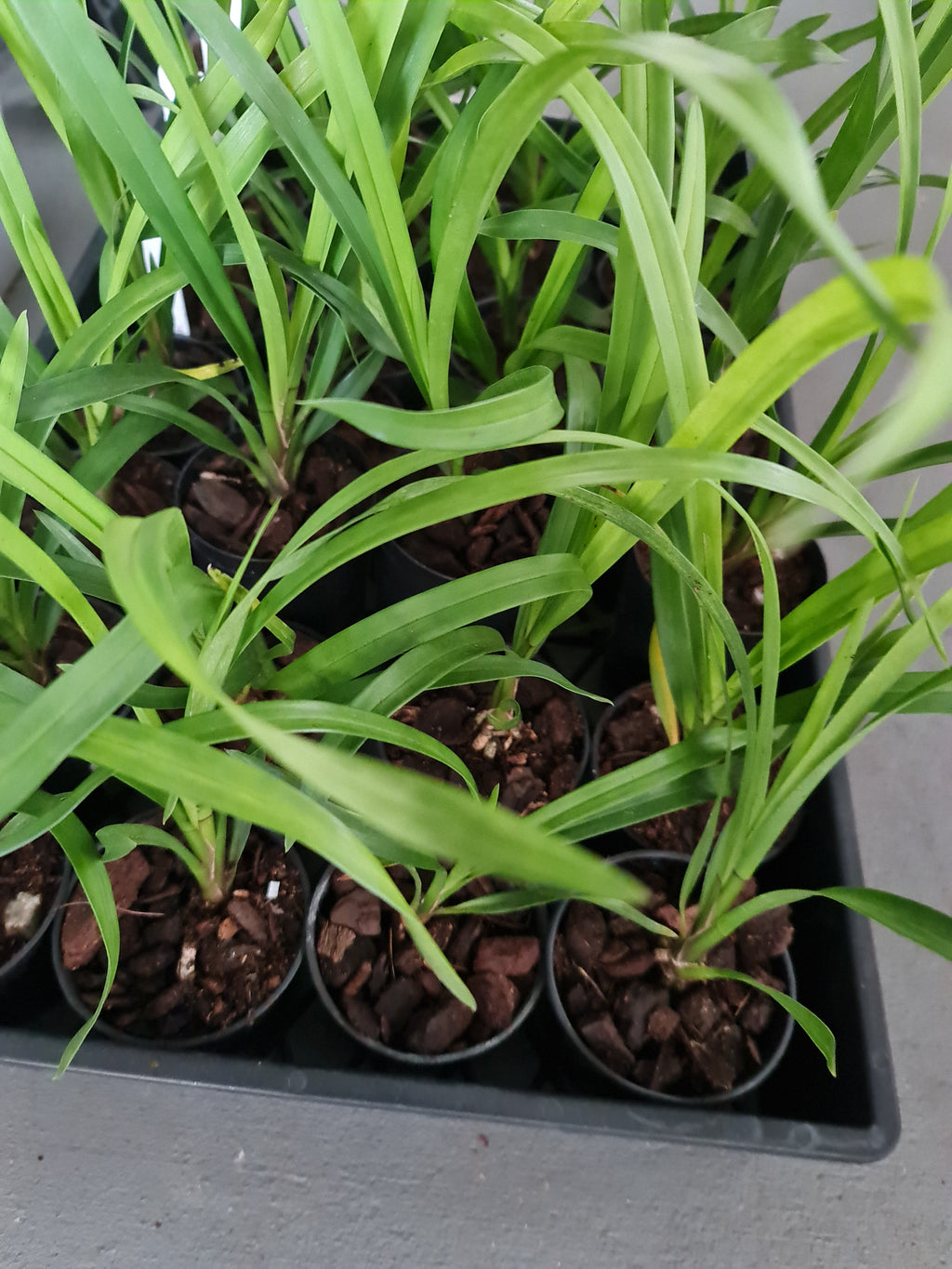 Cymbidium Cherry Cola 'Geyserland'