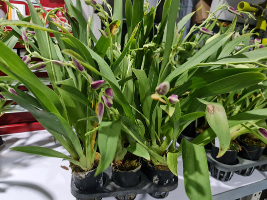 (In Spike Now) Miltoniopsis Banana Fandango 'Faded Memories'