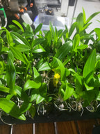 Dendrobium Triple Fantasy (Mericlone)