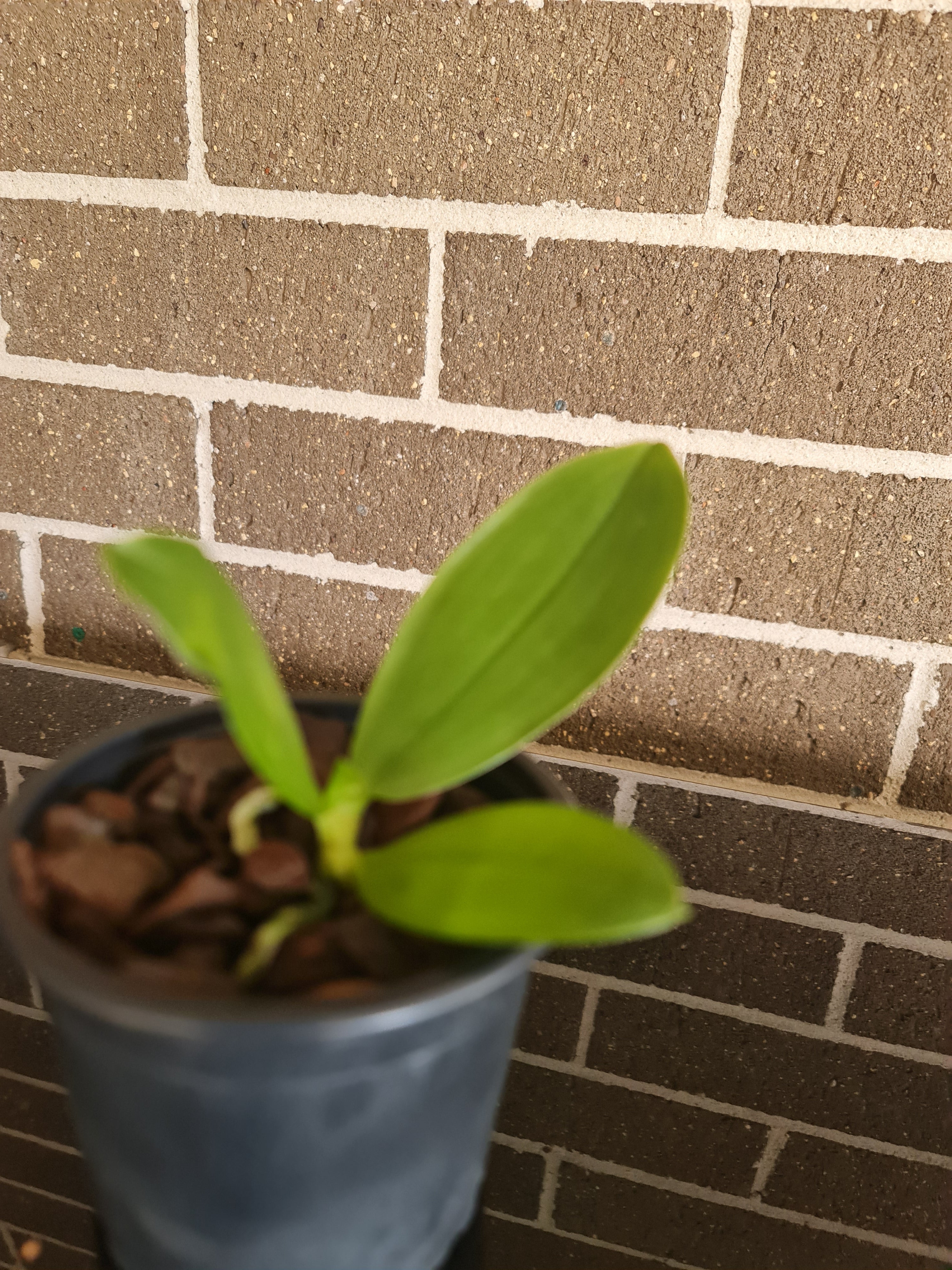 Phal. bellina f. fire shape Secondary image