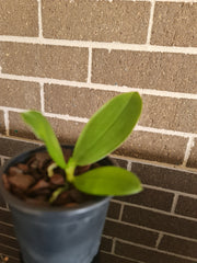 Phal. bellina f. fire shape