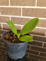 Phal. bellina f. fire shape