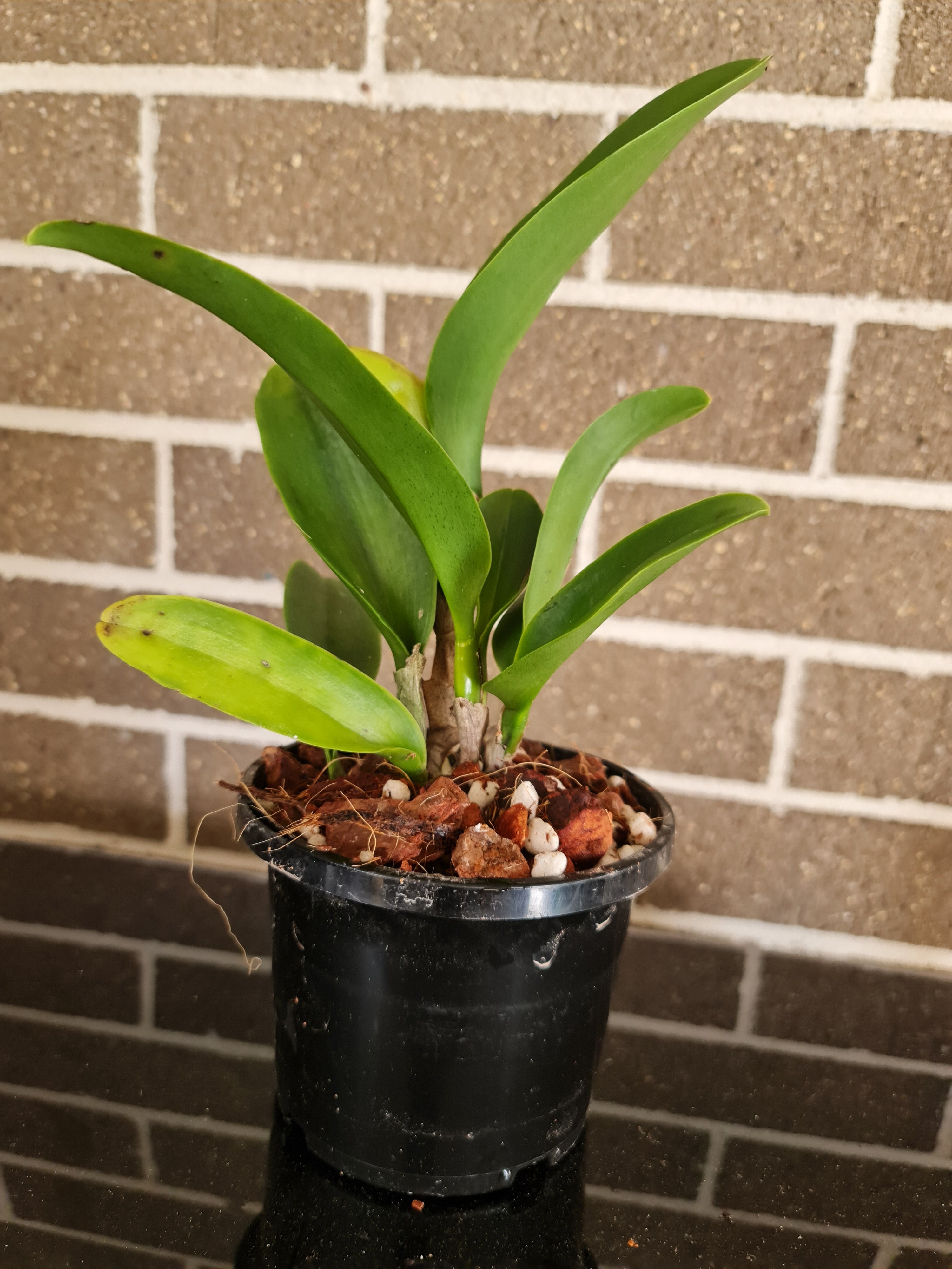 Rlc. Haadyai Delight (Mericlone) Secondary image