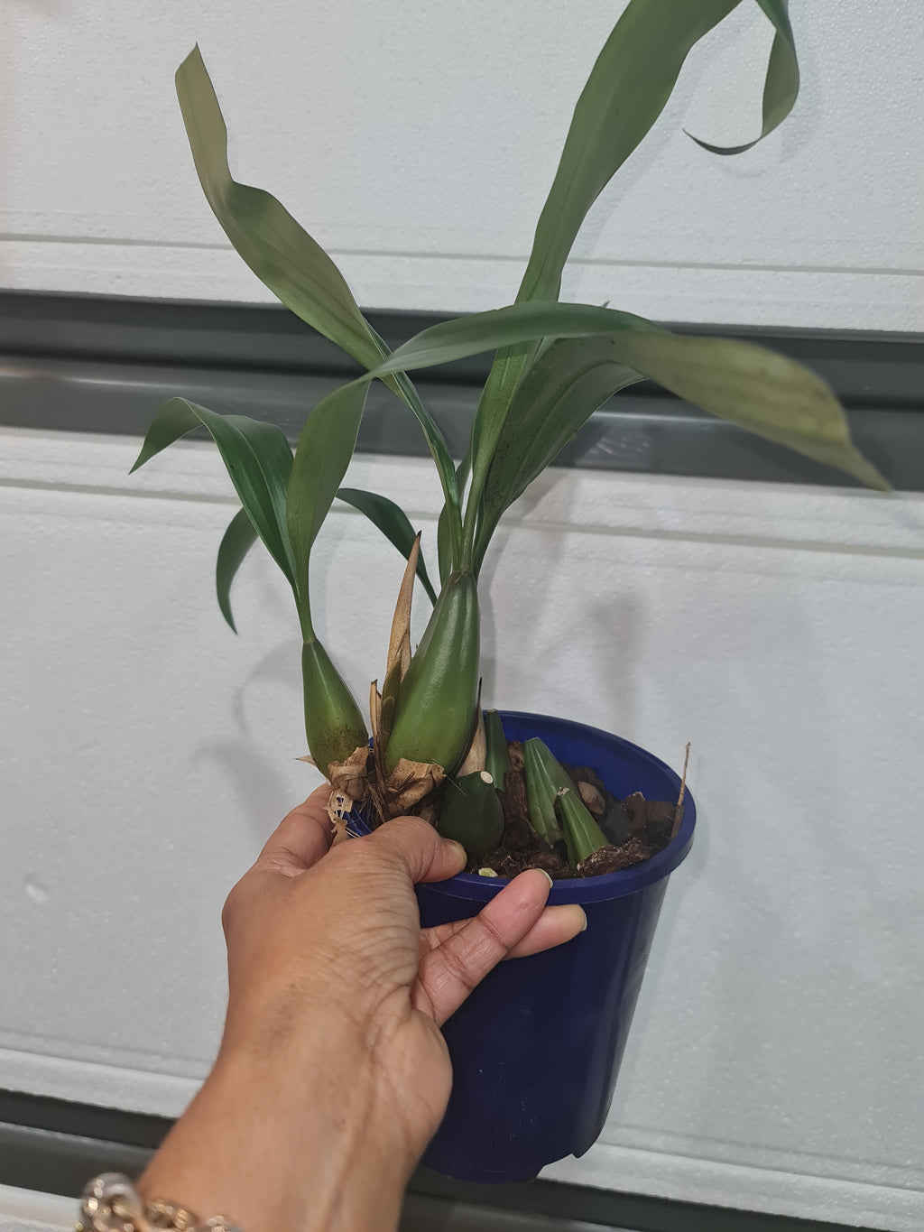 COELOGYNE FImbriata Delightful (Fragrant Species)