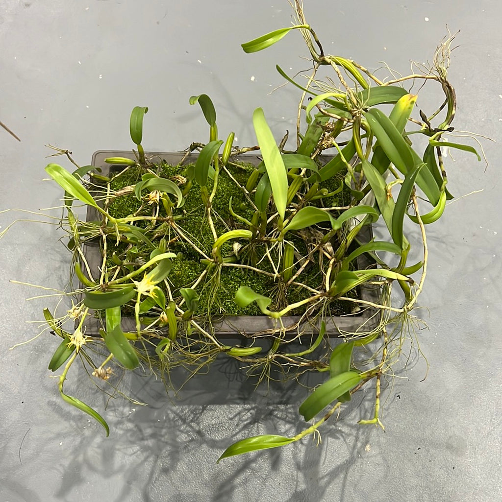 Bulbophyllum concinnum  (Rare Species)