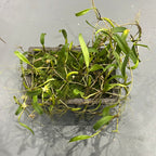 Bulbophyllum concinnum  (Rare Species)