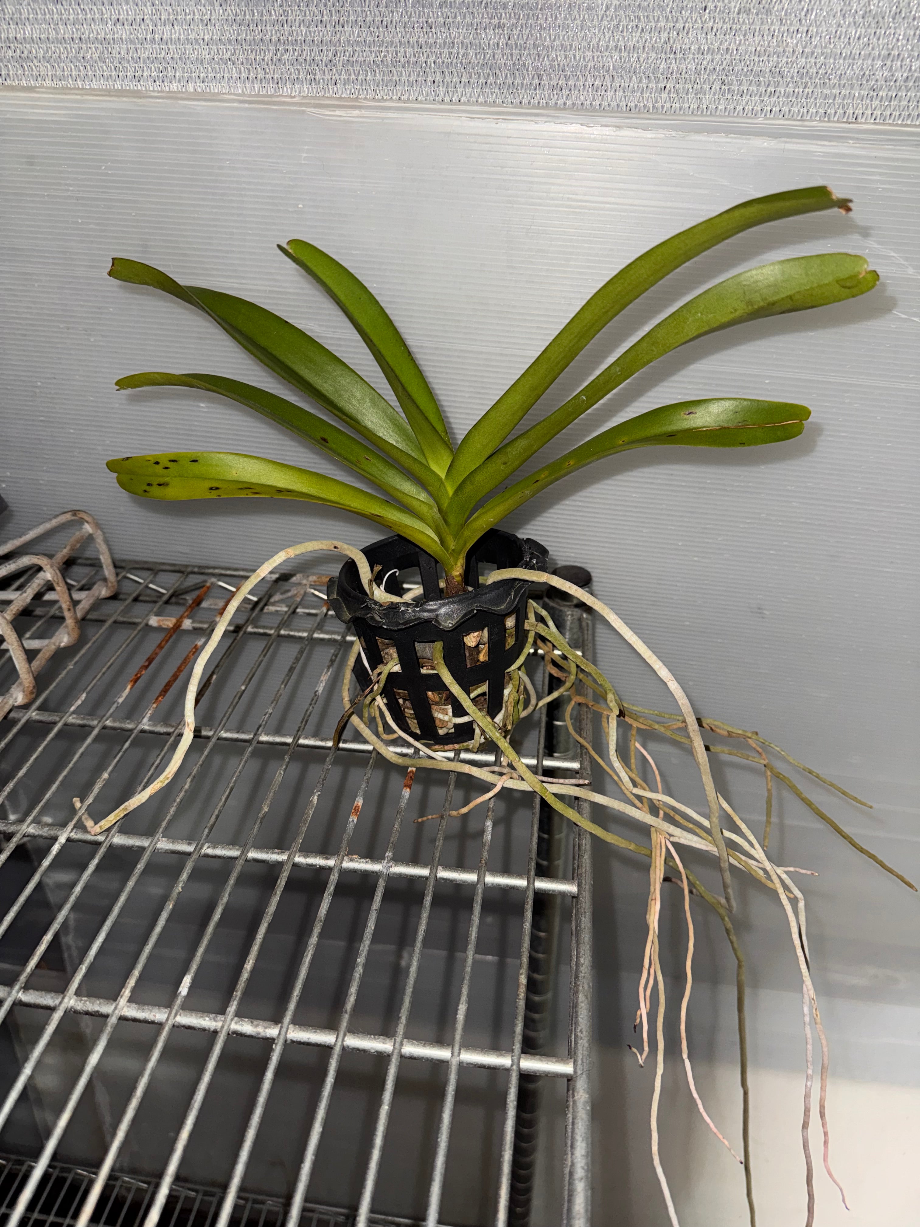 Waironara Tango Fire