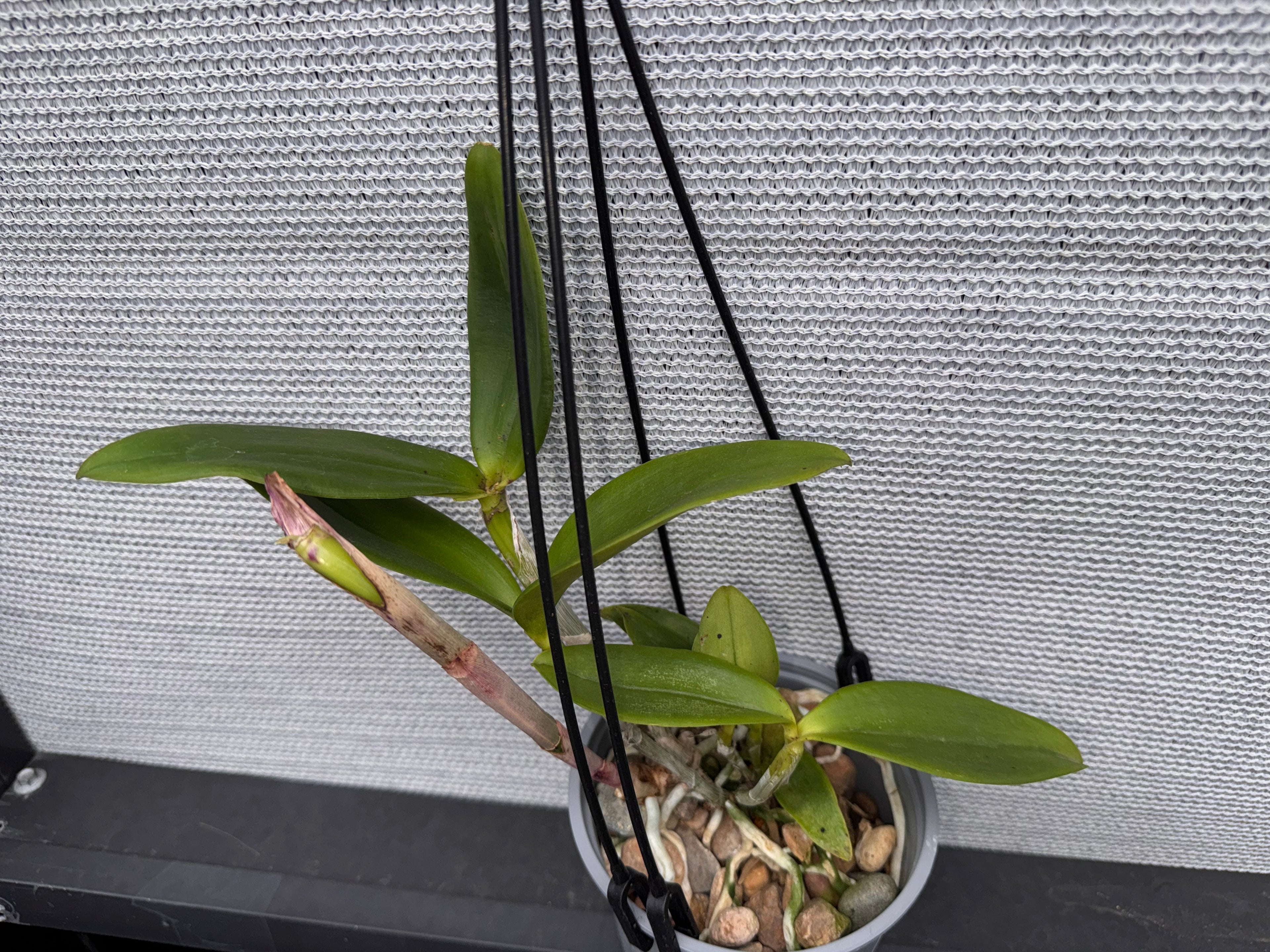 Cattleya amethystoglossa var. coerulea