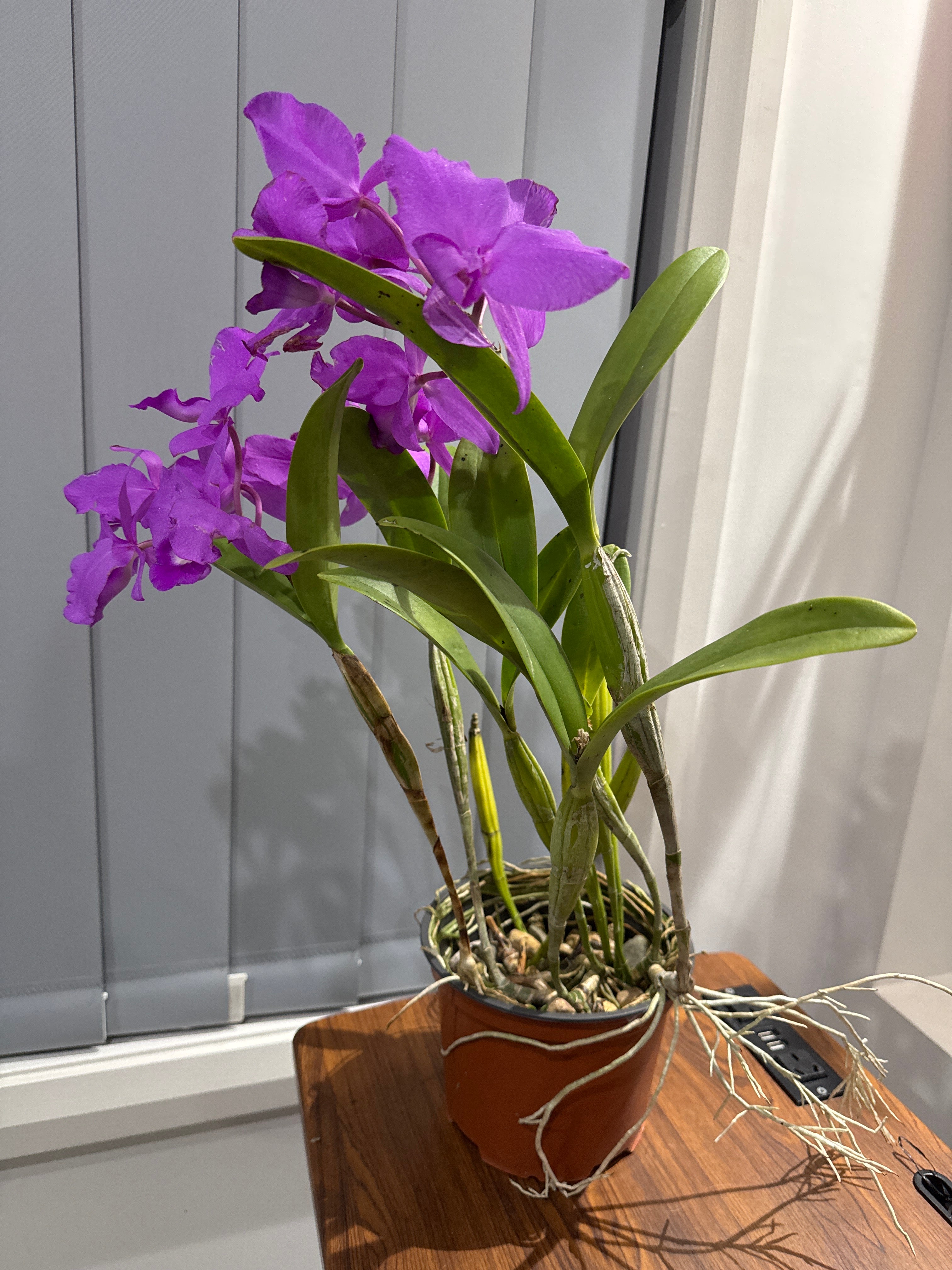 Cattleya skinneri 'Heiti Jacobs' FCC/AOS (In Flowers Now)